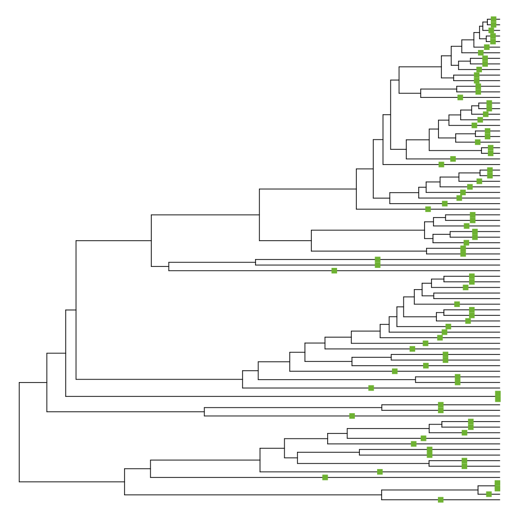 Phylogeny of whales, forced to be ultrametric via the “extend tips” method. 85 terminal branches have increased in length.