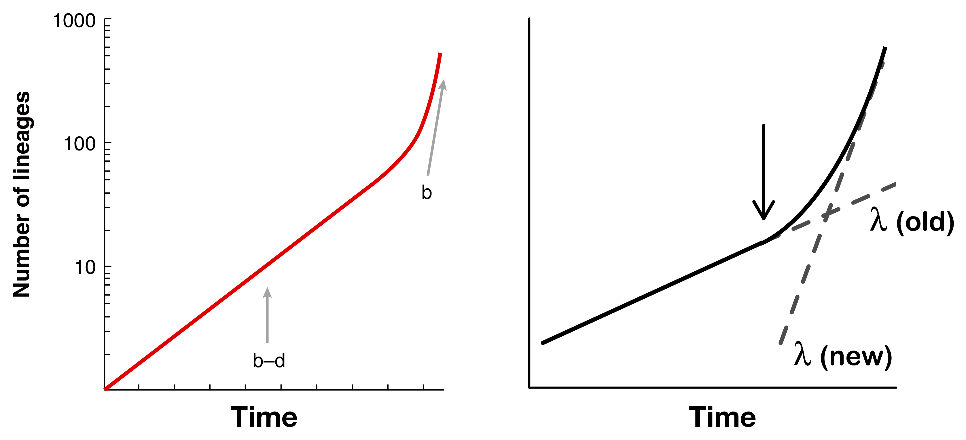 Lineage-through-time plot showing an increase in the number of lineages towards the present. Estimating speciation and extinction rates can use the “uptick” in the number of lineages close to the present to estimate speciation rate without the effect of extinction. Or, the “uptick” can estimate time-variable speciation rates on a phylogeny to infer the new rate of speciation closer to the present. Modified from Nee 2006 and Rabosky 2010.