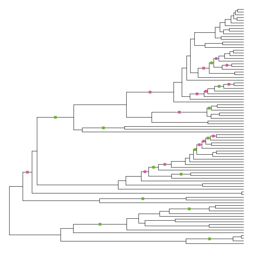 Phylogeny of whales, forced to be ultrametric via the “node adjustment” method. 27 branches have changed length, with about half becoming longer and half becoming shorter, in different parts of the tree.