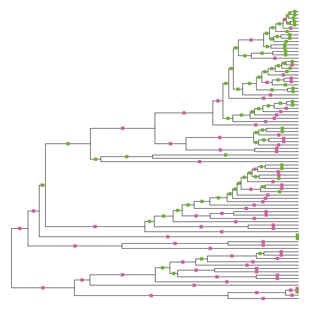 Phylogeny of whales, forced to be ultrametric via the “non-negative least squares” method. 171 branches have changed length, with about half becoming longer and half becoming shorter, in different parts of the tree.